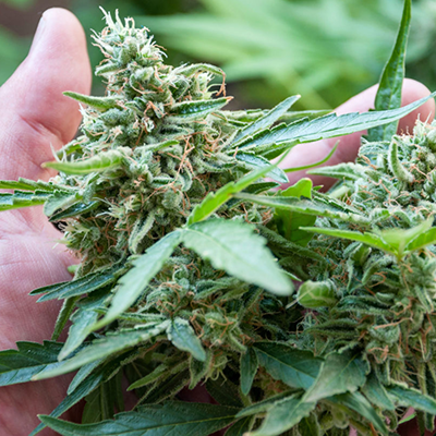 Marijuana Nutrient Storage Radar Level Transmitter